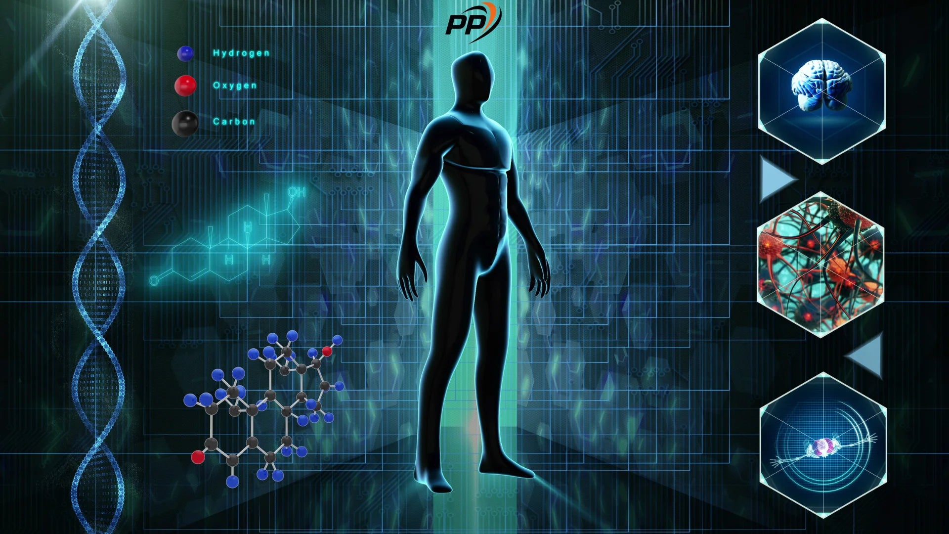 Пептиды как работают в организме